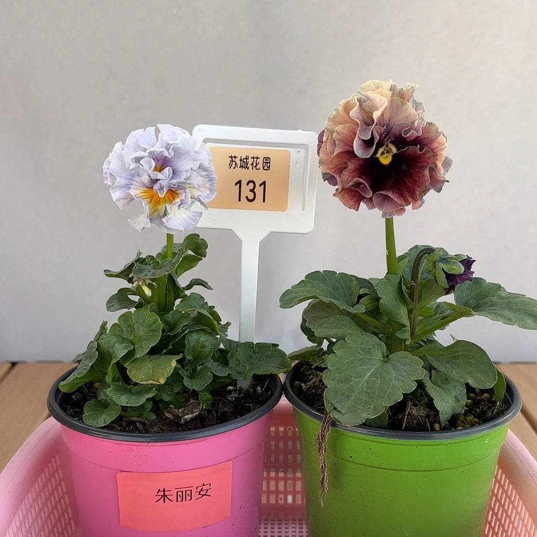 大部分开放少量花苞131