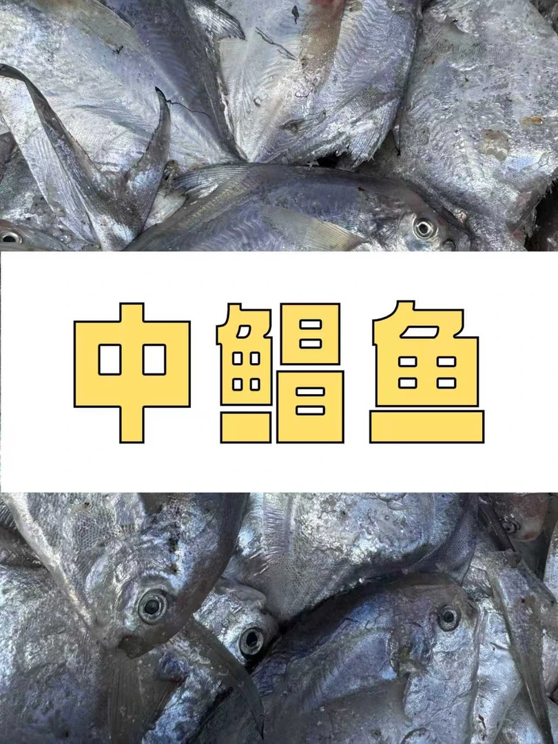 【不帮杀】野生中鲳鱼  到手3斤
