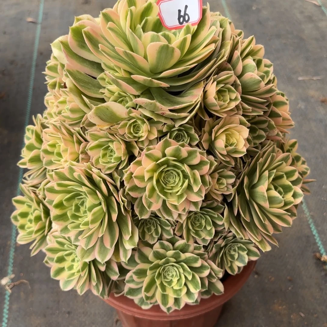 66迈巴赫多肉植物绿植