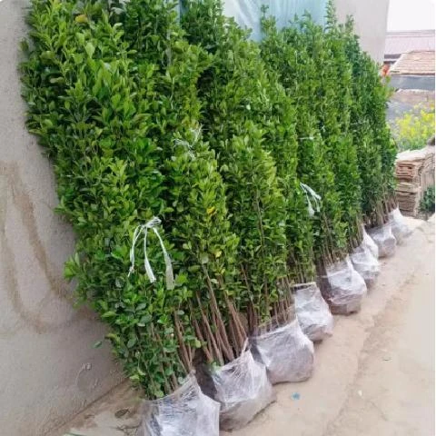 围墙篱笆植物大叶北海道黄杨苗冬青树苗四季常青耐寒庭院绿篱树苗