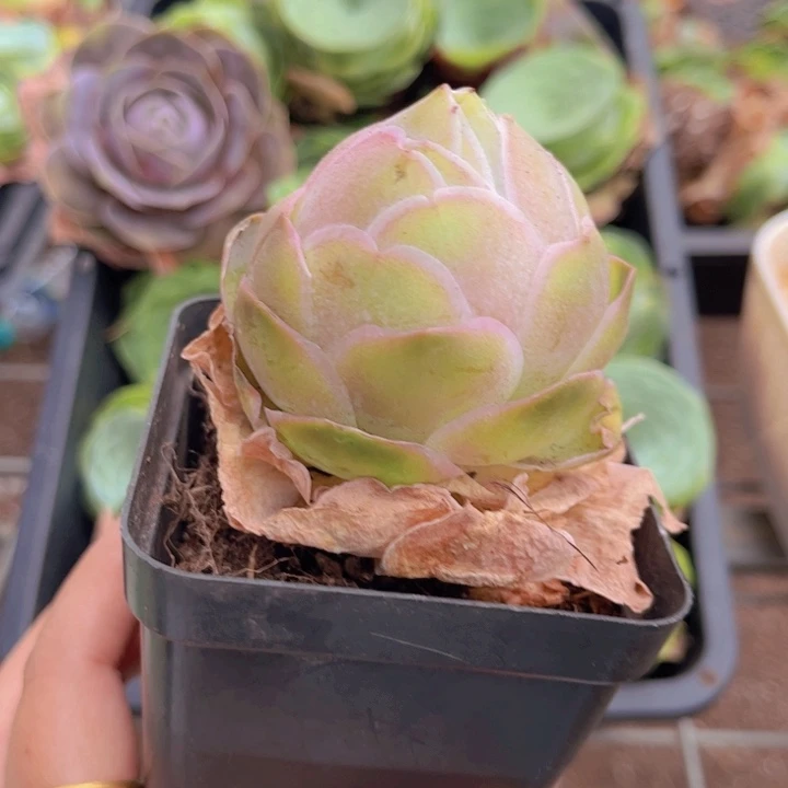 无花朵帕尔玛一颗888