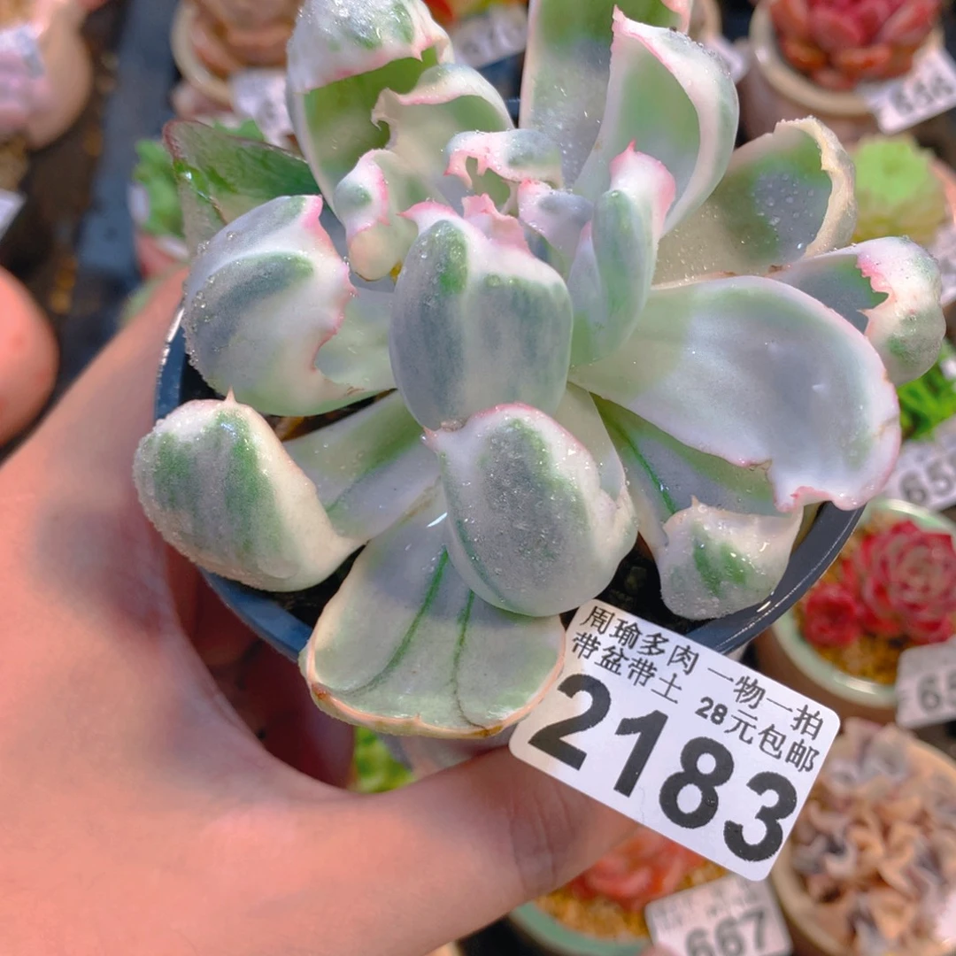 5厘米盆精控多肉2183