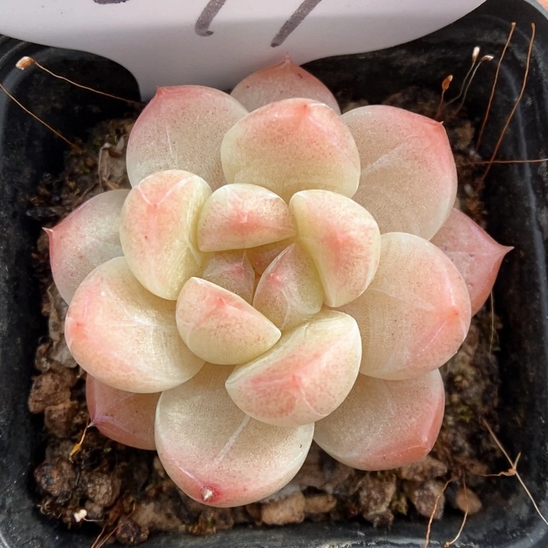 糖心珍妮279号。