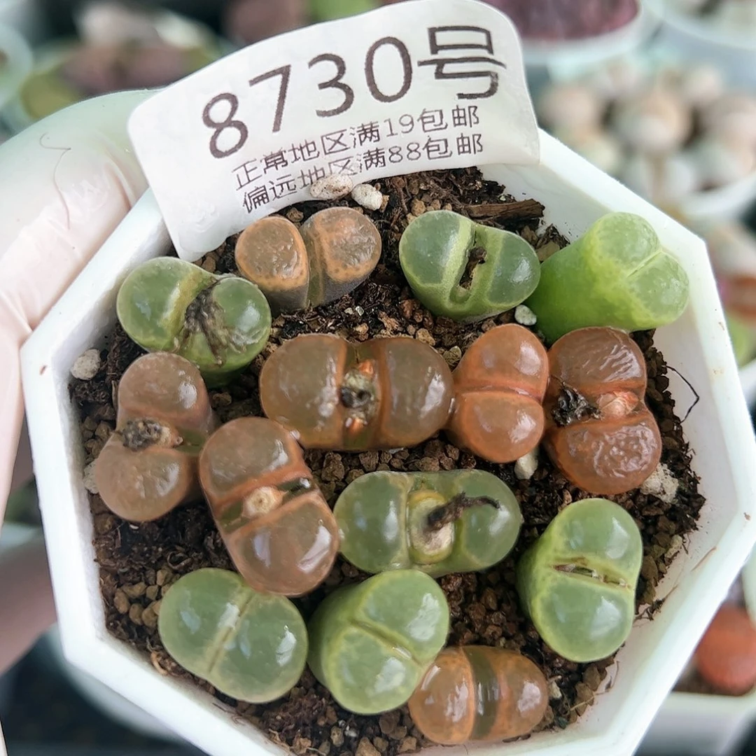 好养易活生石花大母本8730