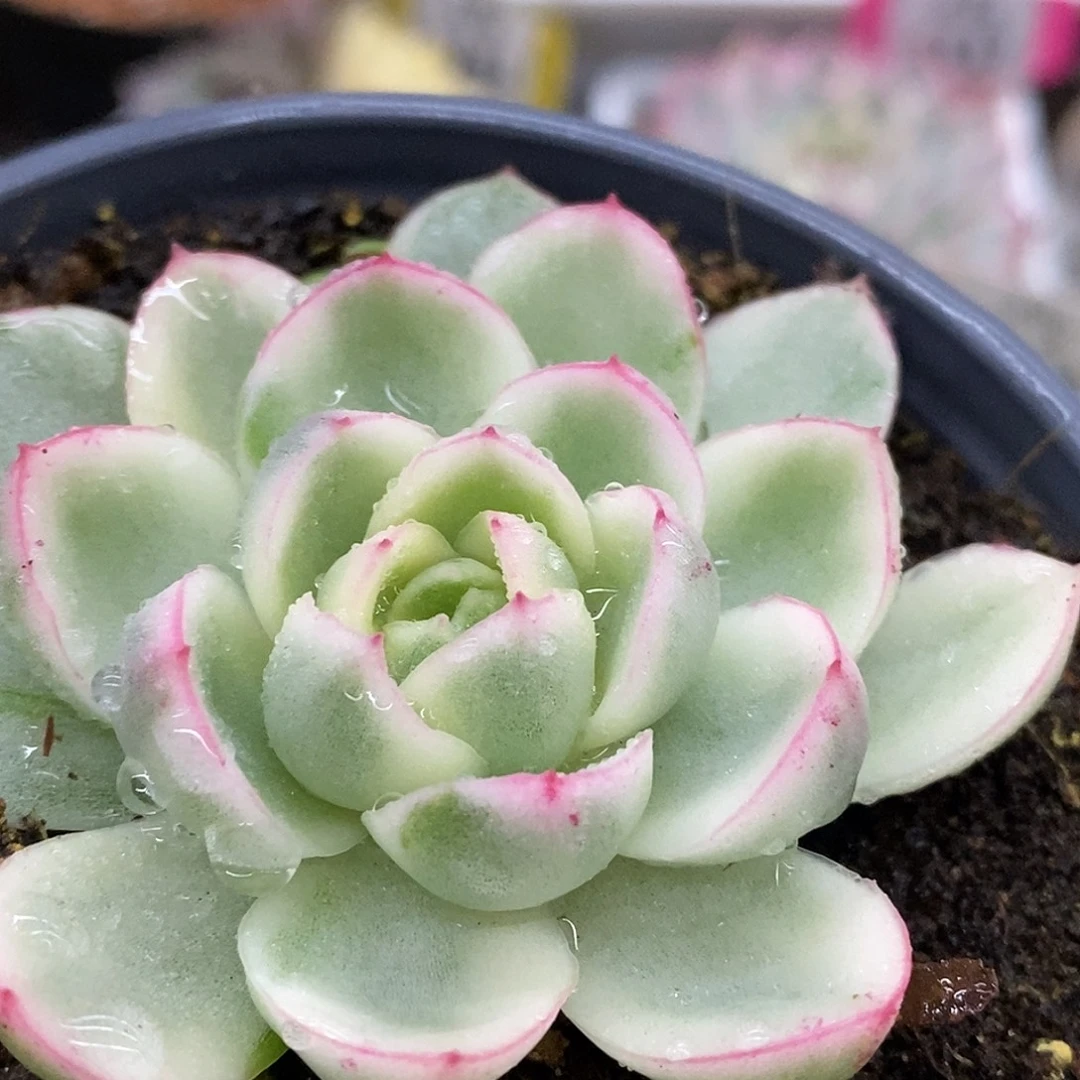 263黄玫瑰哈哈哈哈哈