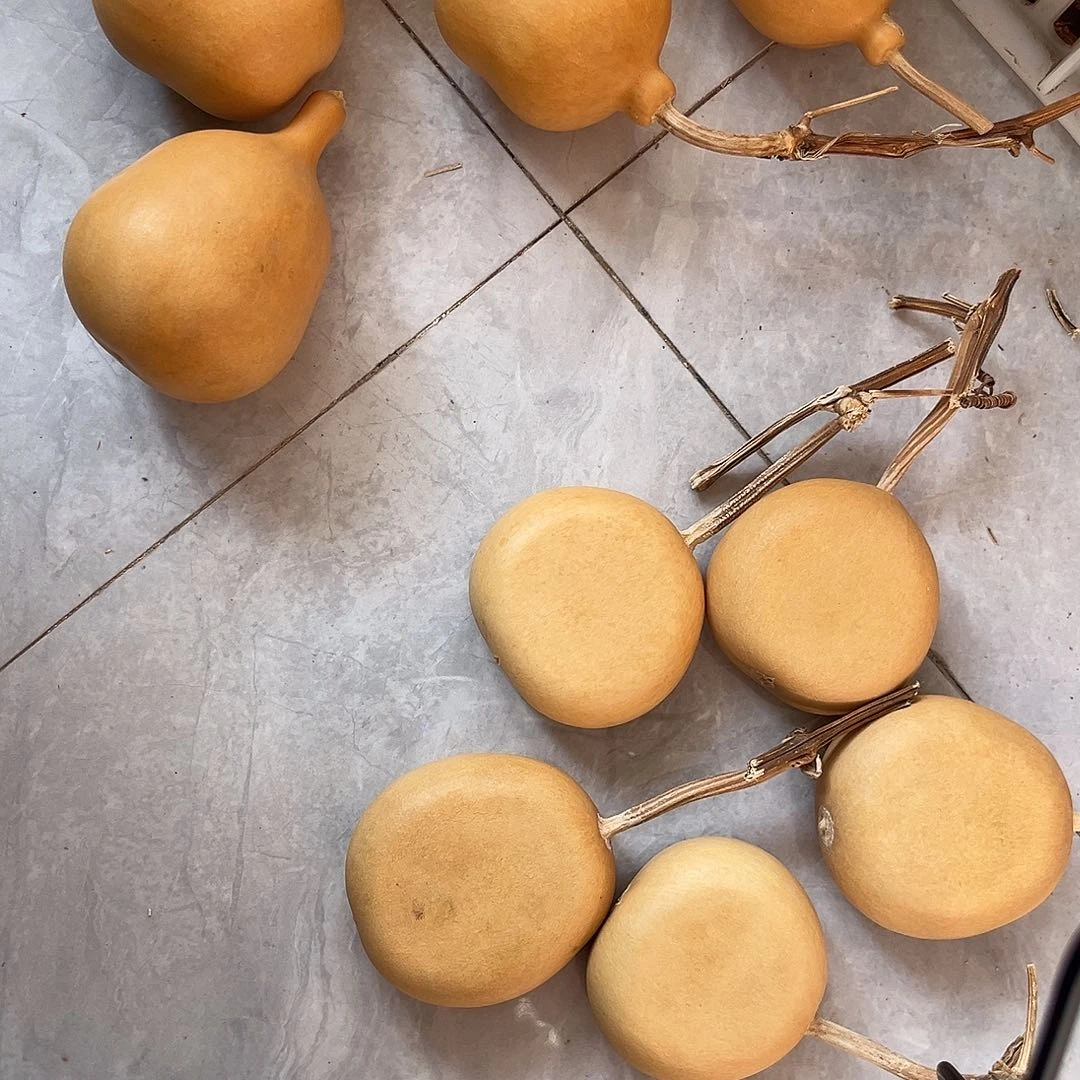 小***菜扁八宝煤气罐通货微瑕