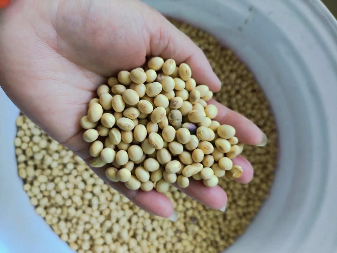 农家土黄豆非转基因传统老品种豆浆豆腐专用新鲜黄豆