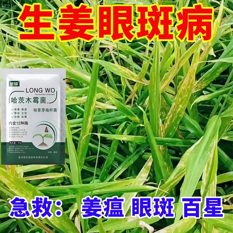 生姜眼斑急救用哈茨木霉菌白绢病根腐病微生物菌剂水溶肥增产增收