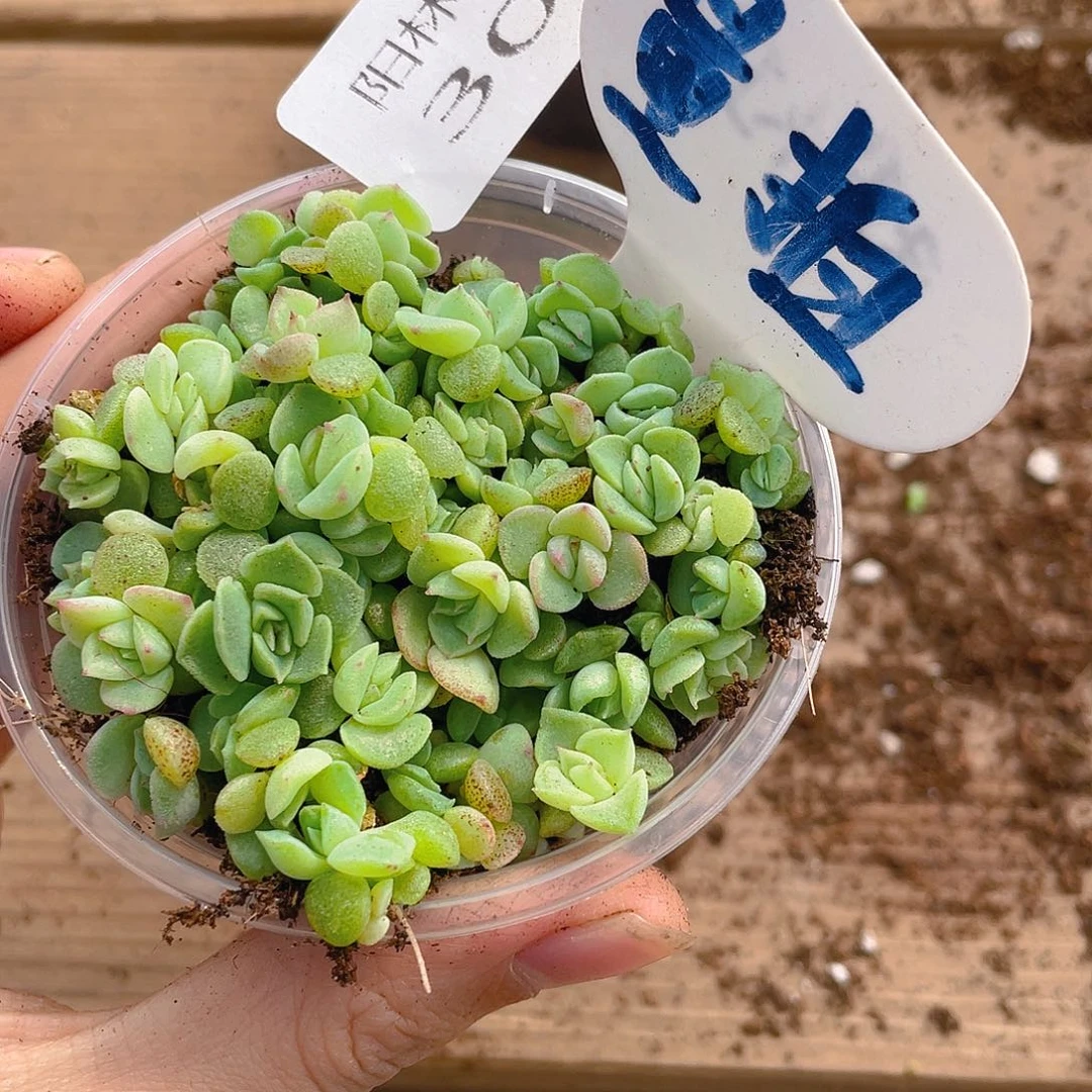 量拍多肉植物多肉植物308