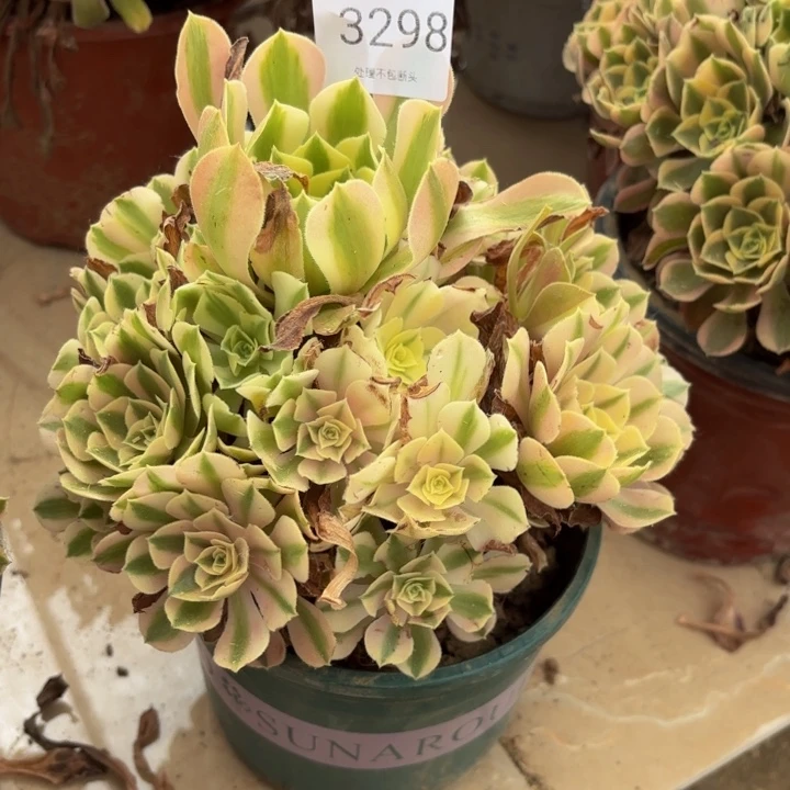 粉女巫多肉处理不包断头3298