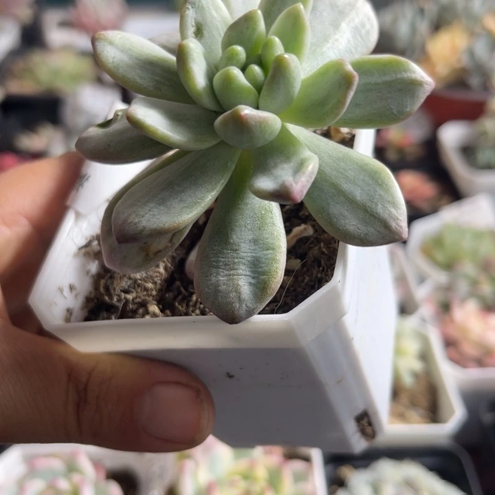 香奈儿锦多肉植物668