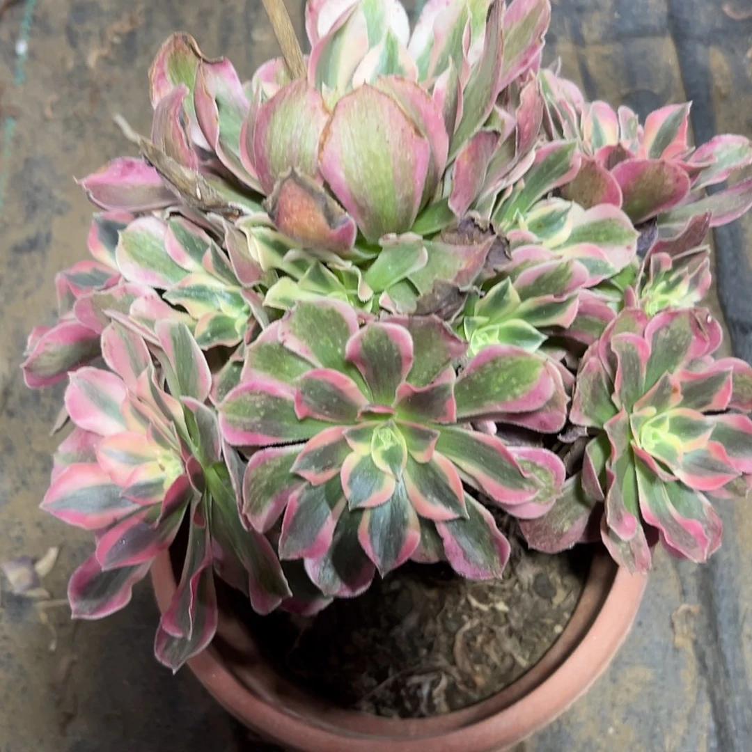 多肉植物粉女巫法师363