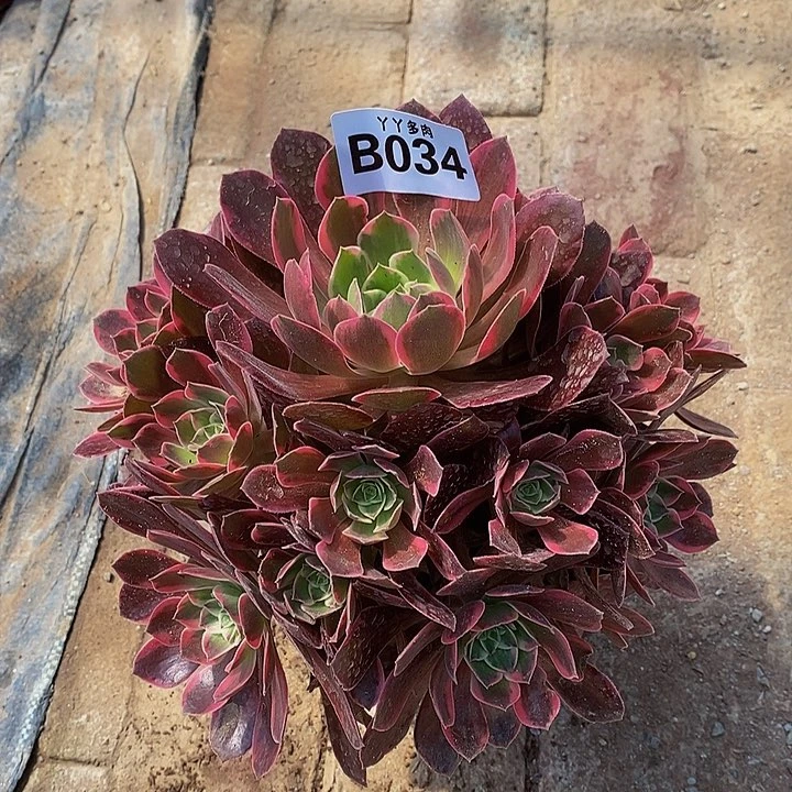 嫩桩法师浣纱034