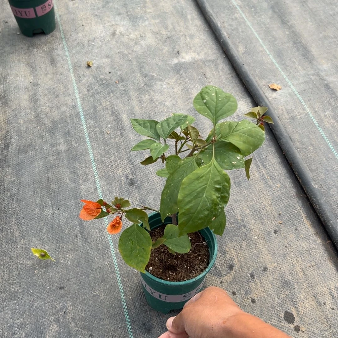 无花朵【阿达纳一棵】福利款不售后介意勿拍