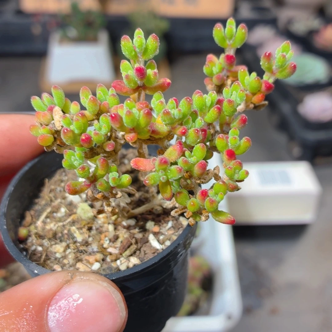 红宝石枝干多肉9.9包邮发货