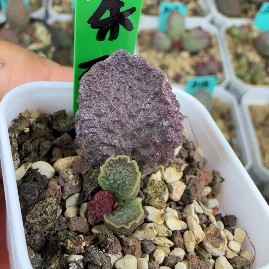 朱砂痣叶插，四方盆发