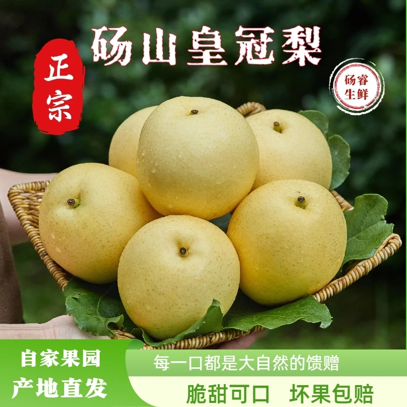 【皇冠梨】产地直发脆甜多汁白皮皇冠梨新鲜水果冷藏口感更佳