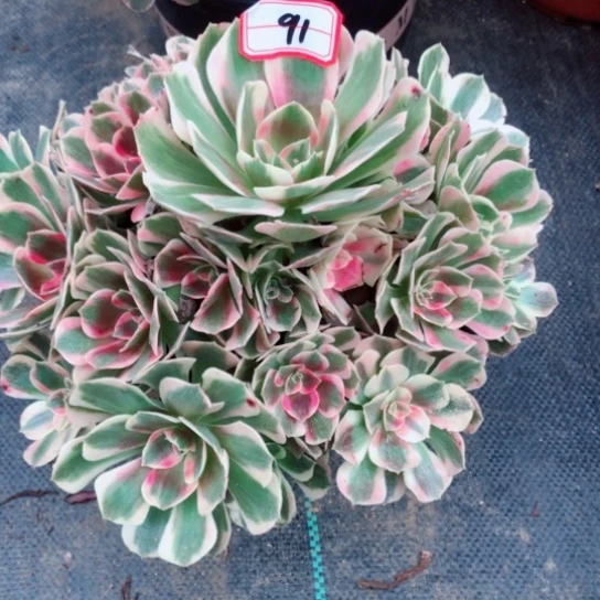 朴****无花朵91号青苹果法师多肉植物