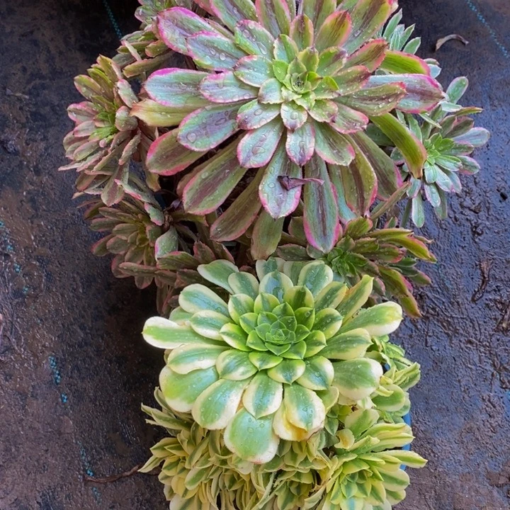 颜*花脸粉黛加金丝翡翠一组