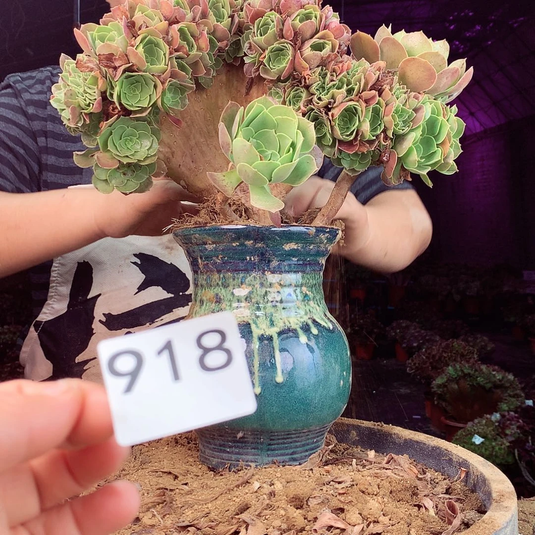 柒柒精品多肉脱土发货不包断侧枝处理918