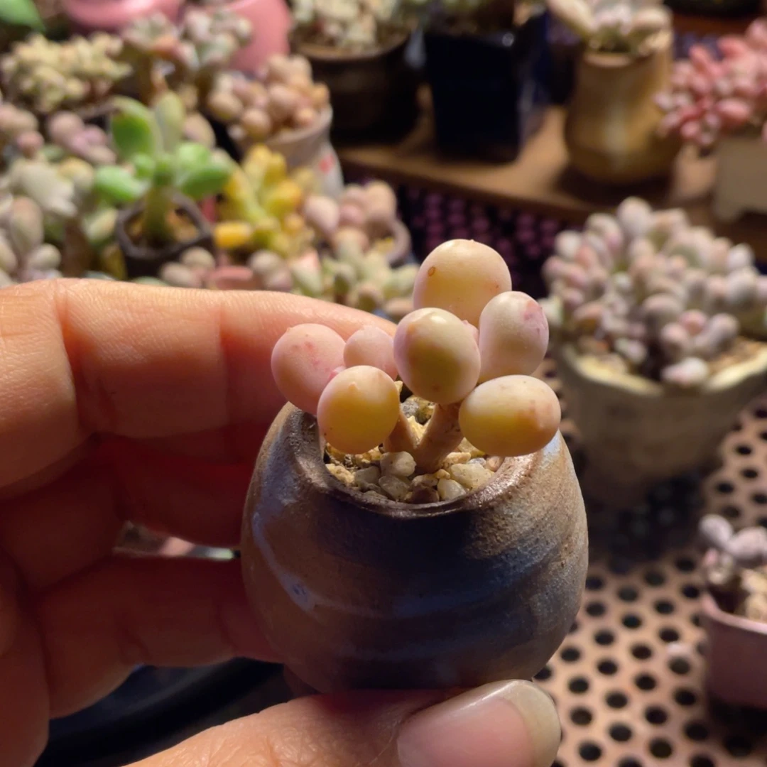 精品蛋黄奶酪，韩国精品带一个小盆子吧