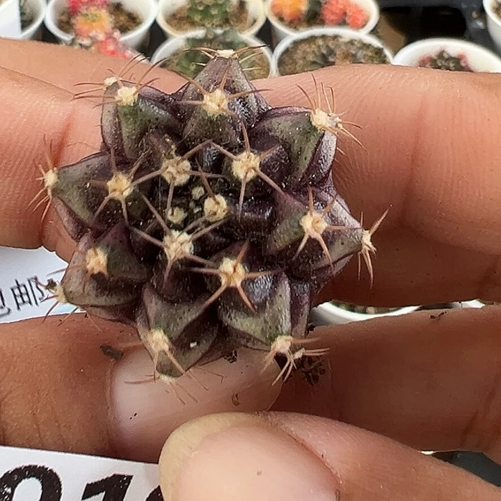 919号特价米哈仙人球