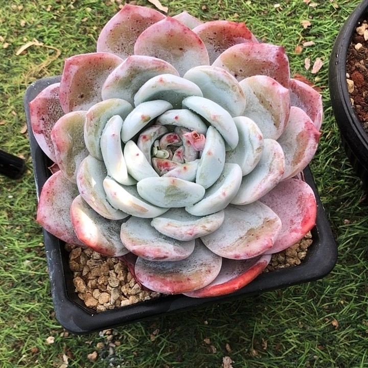 糖心紫卡多肉植物