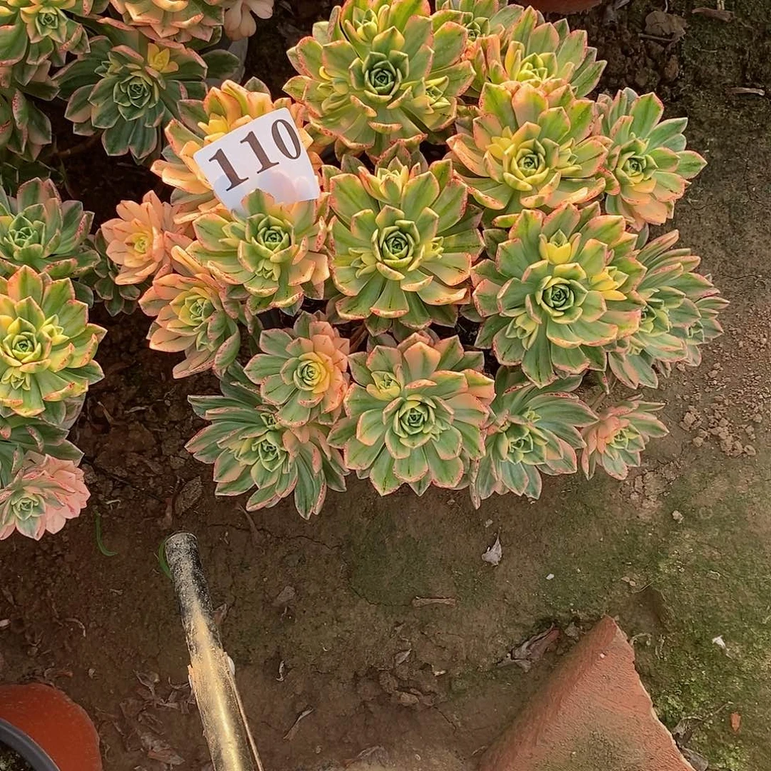 甜茶锦110多肉法师