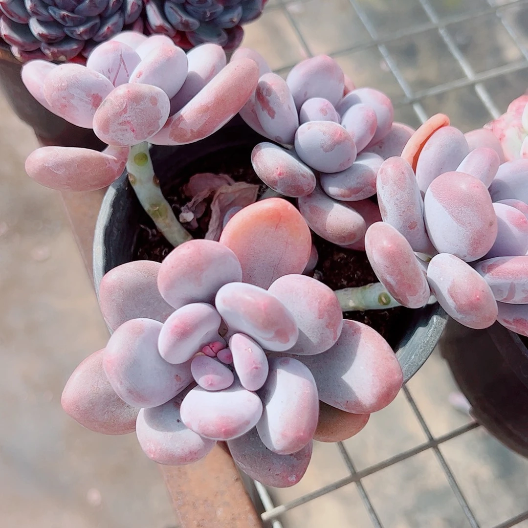 桃美人多头造型老桩