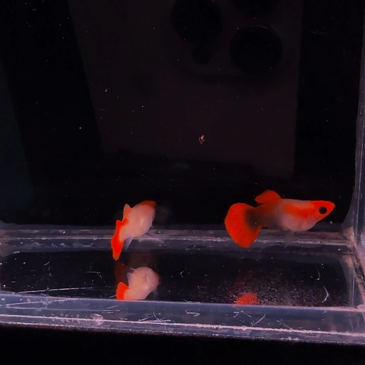 孔雀鱼深海蓝玻璃猫球1对