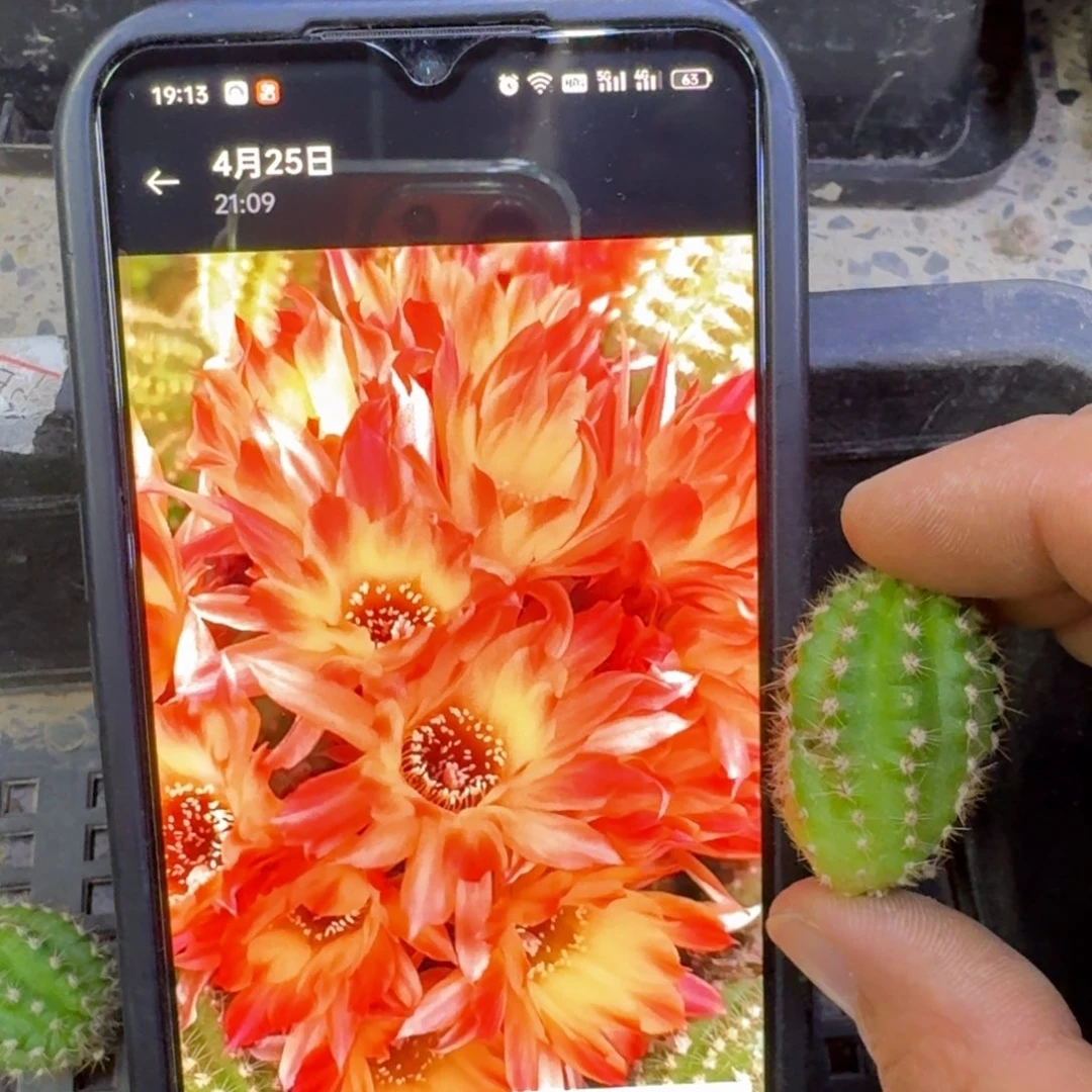 7白檀吕火焰歪3个无根侧牙，20包邮