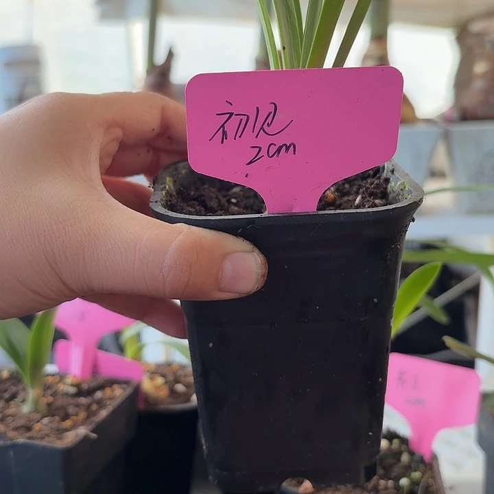 无花朵初见朱顶红直径2