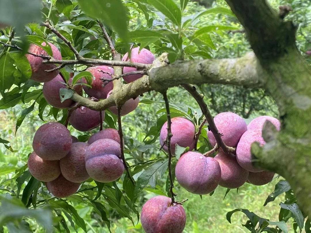 广东钱排三华李现摘现发新鲜红心李酸脆多汁水果