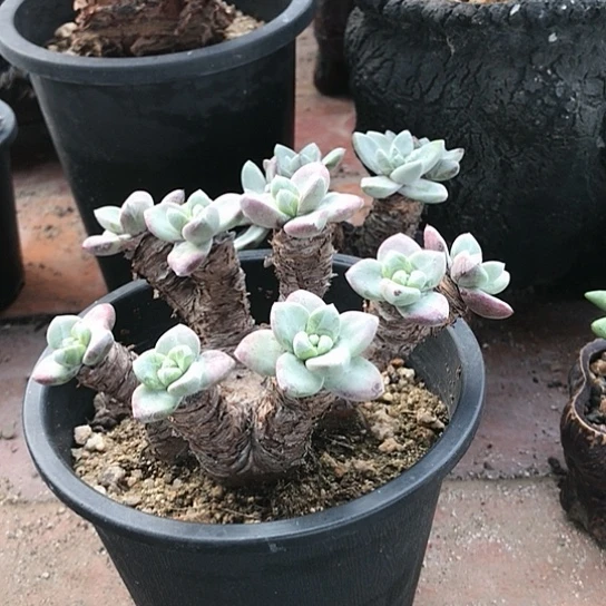 小叶肥花朵仙女棒杯