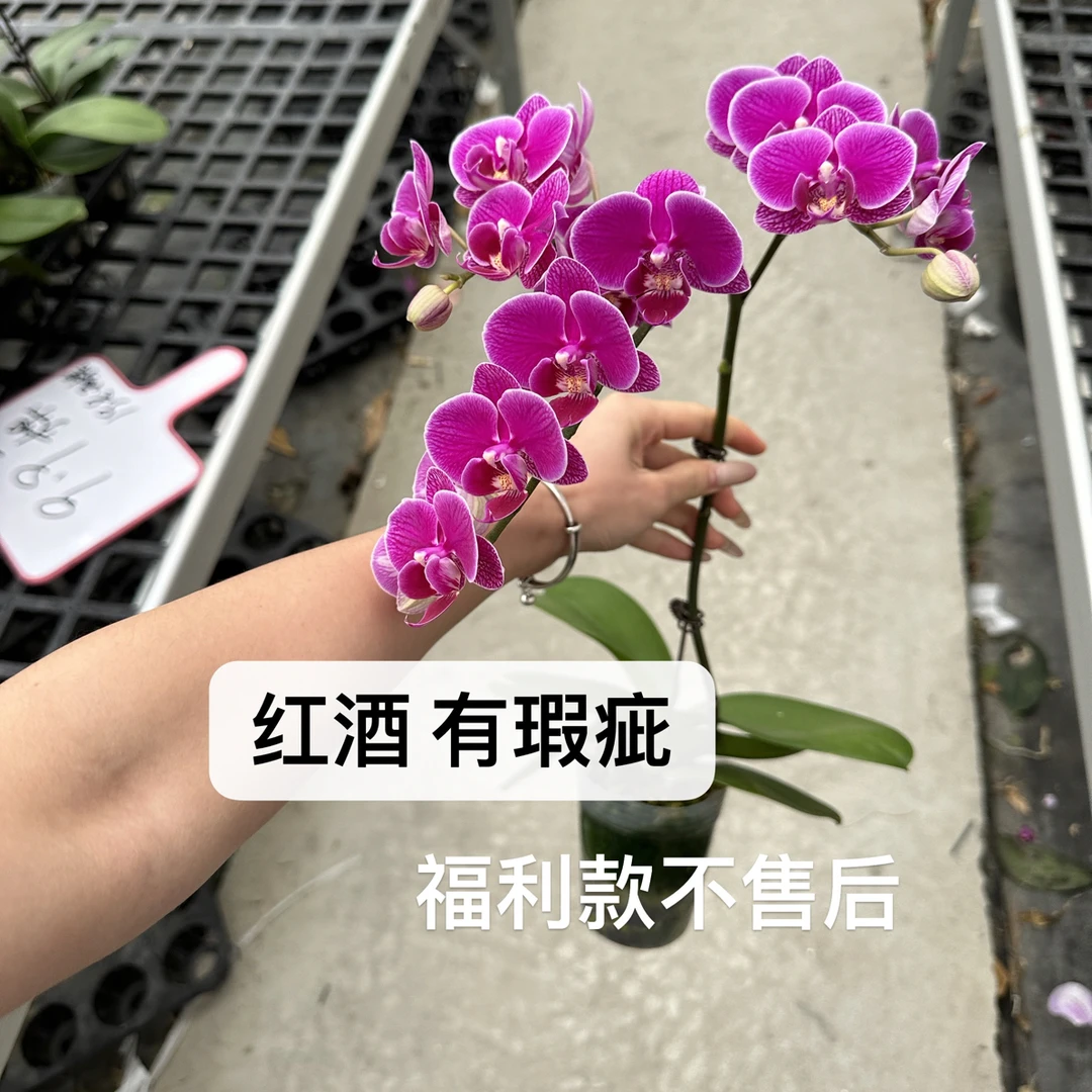 【红酒】福利瑕疵款不售后蝴蝶兰室内家庭办公桌花卉