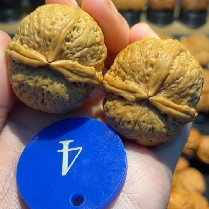 肉丸子三棱核桃微彩