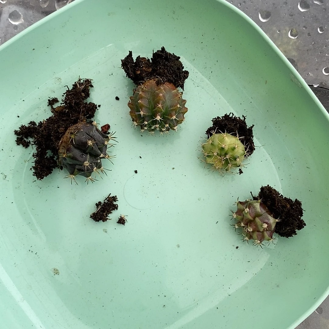 月***贝米哈仙人球侧芽专拍