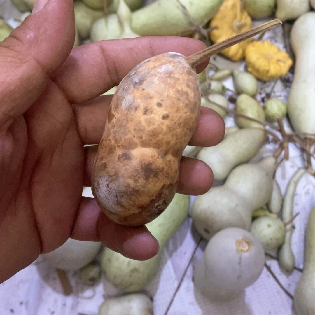 人**格文玩葫芦青皮葫芦