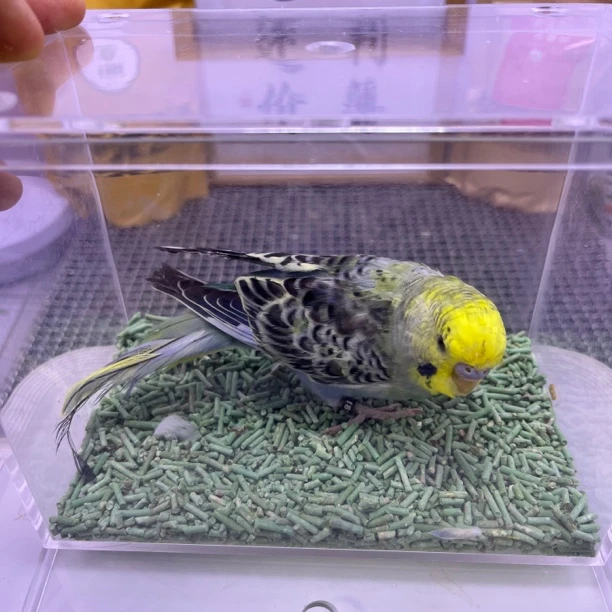 虎皮鹦鹉-台血大头紫色公I8182