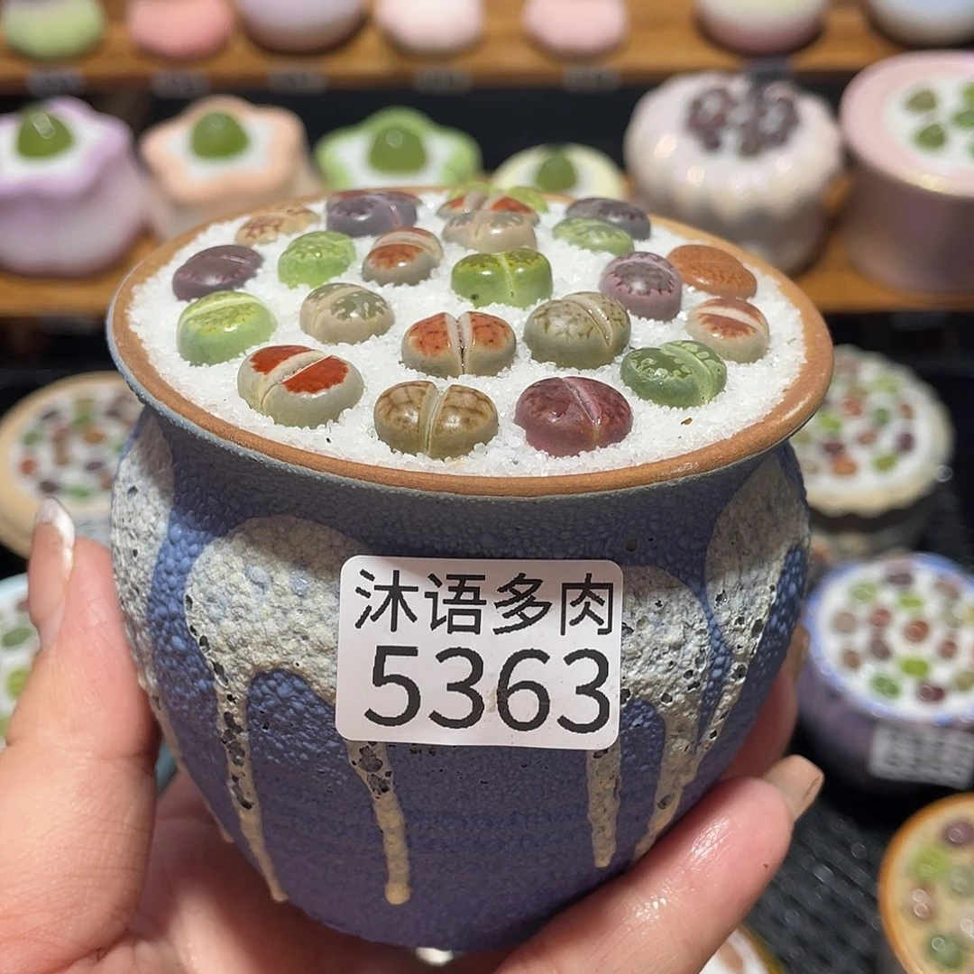 带盆土植物 一物一拍5363