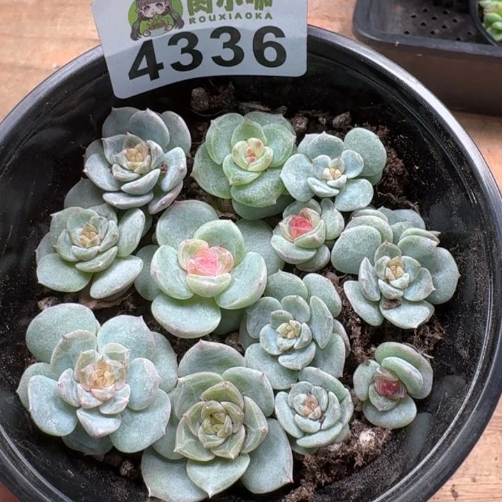 无花朵多肉植物多肉植物