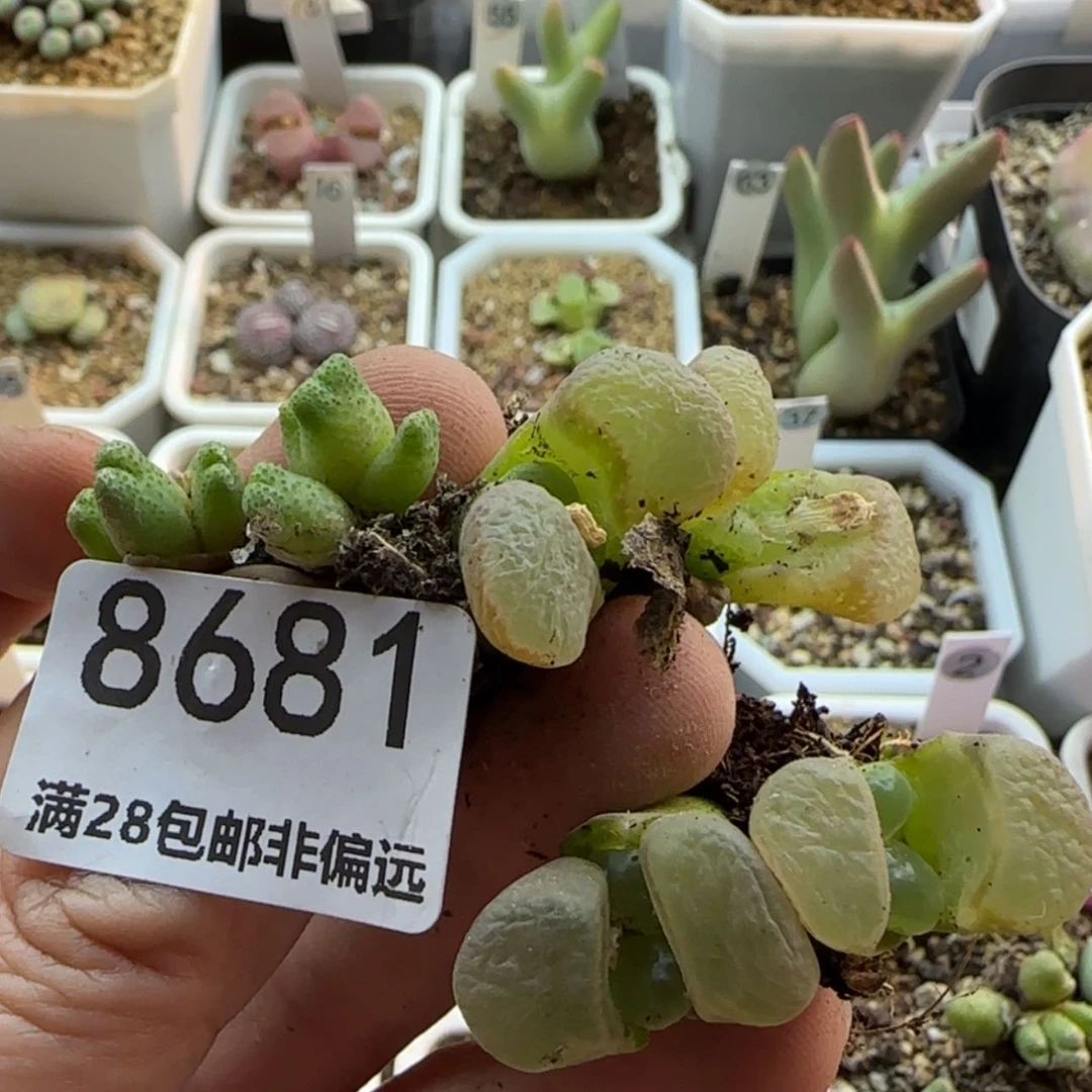 【闪购商品】嘉*8681
