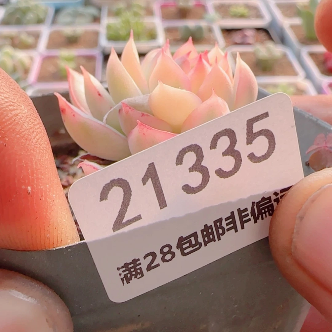 【闪购商品】?*端21335