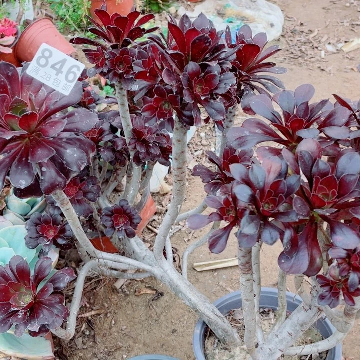 多肉植物组合846