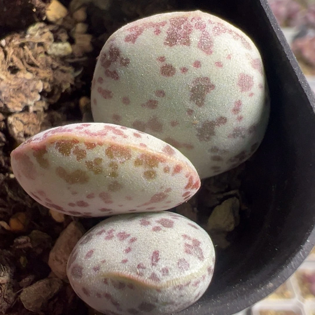 特价花蛋多肉植物水泡