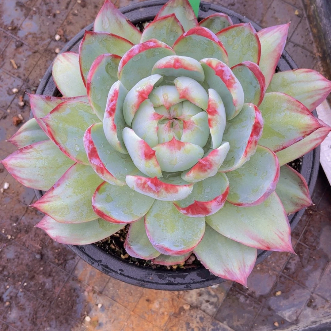 惊鸿仙子Ａ532号一物一拍