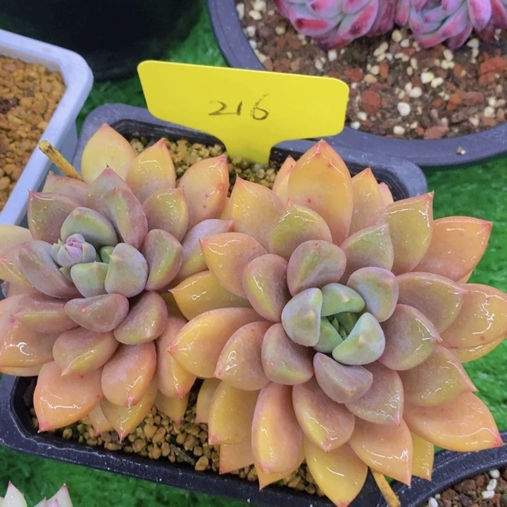 多肉植物，开心多肉