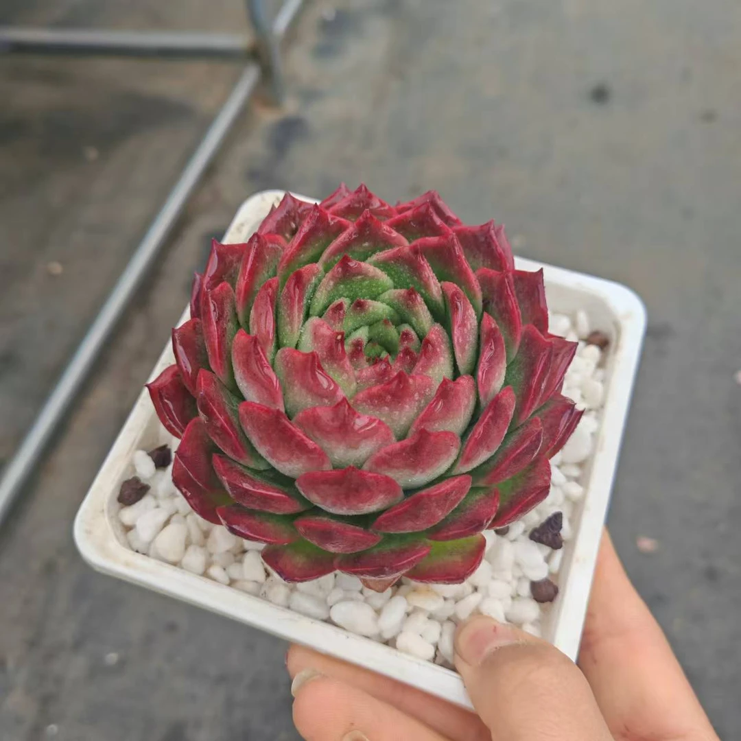 9#草莓蛋糕多肉植物 前男友精品多肉A791