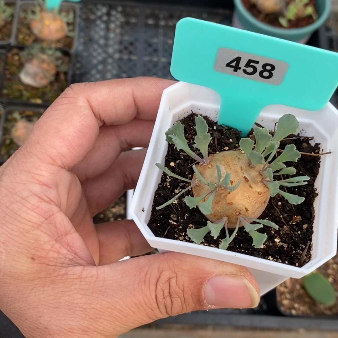 产地格加厚炖菊一个