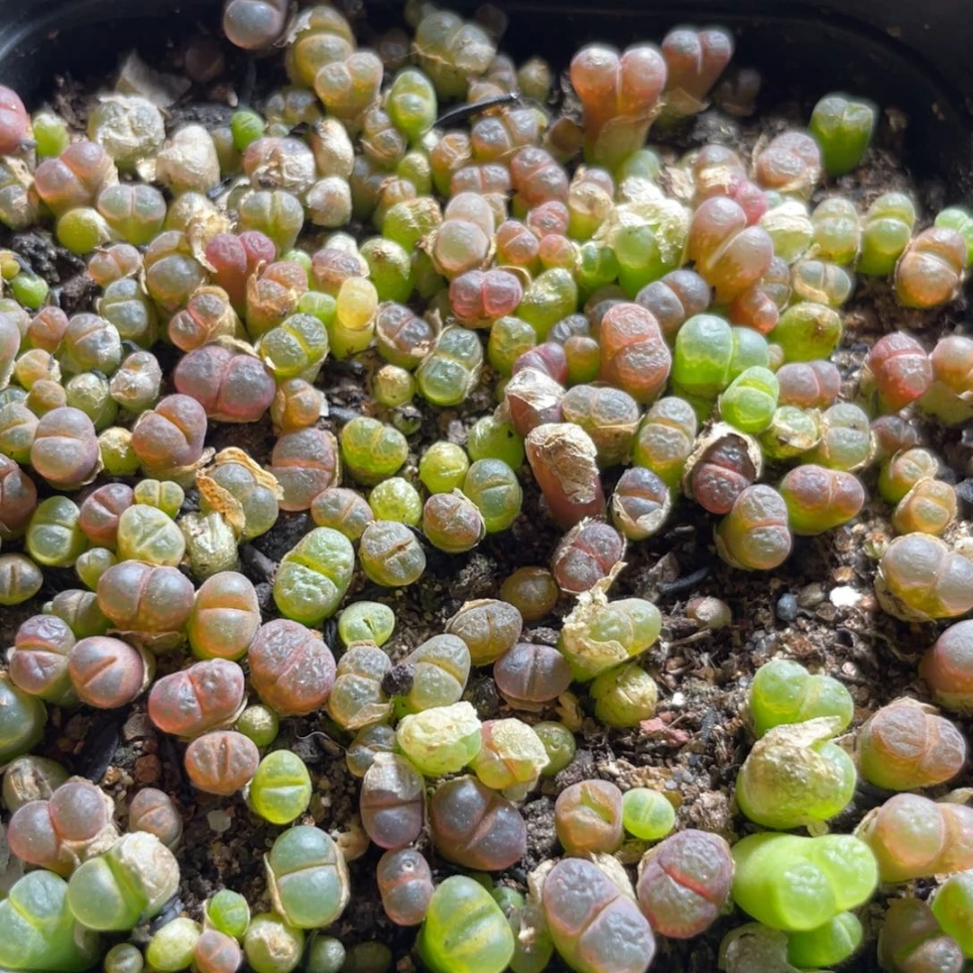 今晚大盆特价更新～36